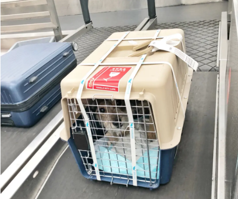 宜春宠物托运 宠物托运公司 机场宠物托运 宠物空运